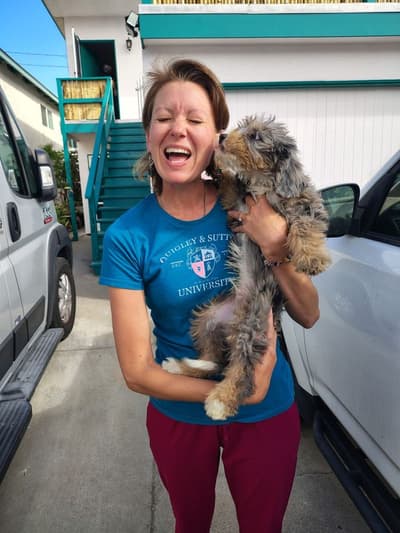 Isaiah, a Bernedoodle, Mini puppy from Pawrade