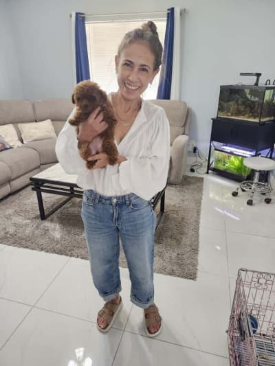 Echo, a Poodle, Toy puppy from Pawrade