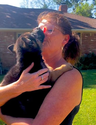 Brazil, a German Shepherd puppy from Pawrade