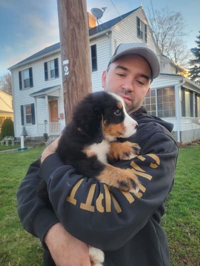 Theodore, a Bernese Mountain Dog puppy from Pawrade