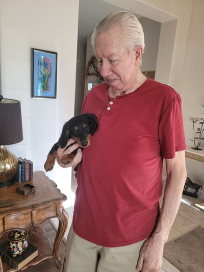 Biggins, a Dachshund, Mini puppy from Pawrade