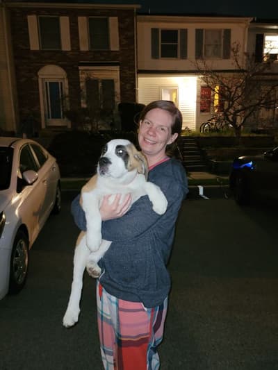 Delia, a Saint Bernard - St. Bernard puppy from Pawrade