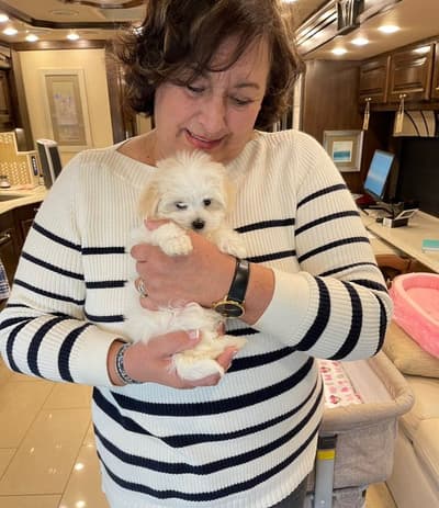 Sally, a Malti Poo - Maltipoo puppy from Pawrade