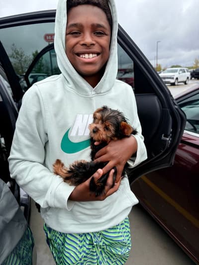 Colin, a Yorkshire Terrier - Yorkie puppy from Pawrade