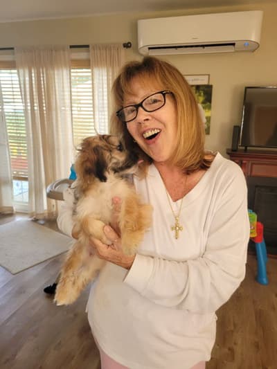 Raelynn, a Shih-Poo - Shihpoo puppy from Pawrade