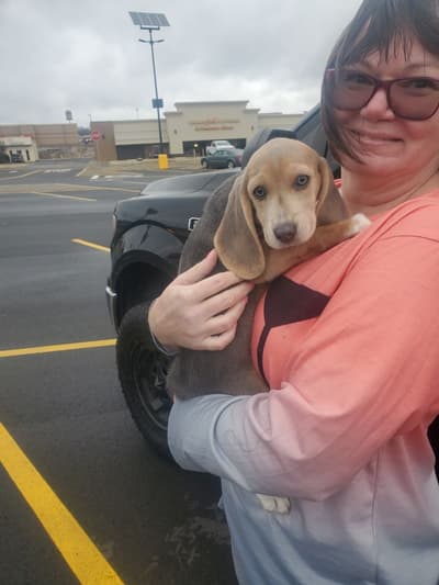 Taka, a Beagle puppy from Pawrade