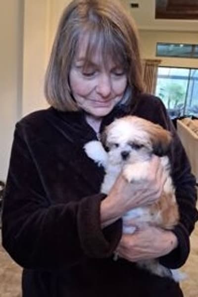 Rosa, a Shih Tzu puppy from Pawrade