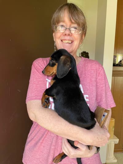 Romero, a Dachshund, Mini puppy from Pawrade