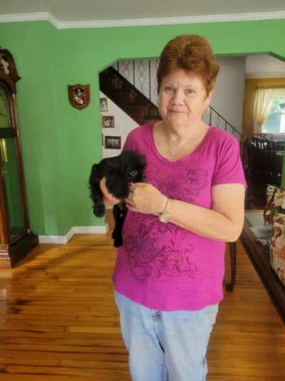 Memphis, a Cavalier King Charles Spaniel puppy from Pawrade