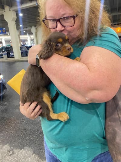 Davidson, a Cavalier King Charles Spaniel puppy from Pawrade