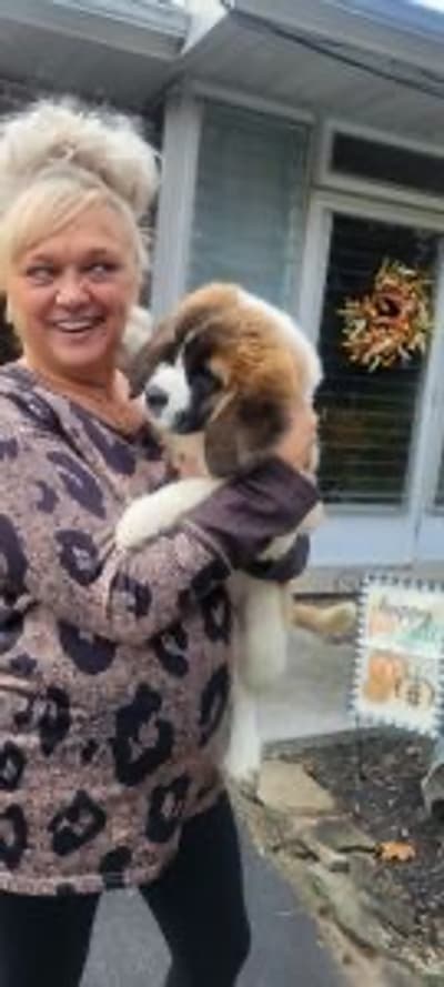 Holly, a Saint Bernard - St. Bernard puppy from Pawrade