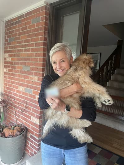 Patrick, a Soft Coated Wheaten Terrier puppy from Pawrade