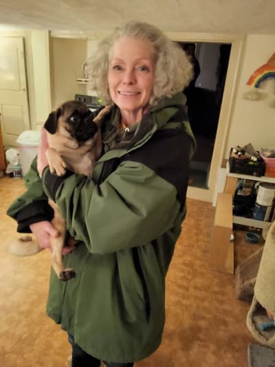 Grady, a Pug puppy from Pawrade