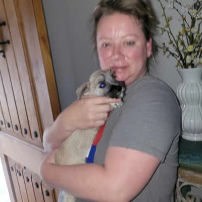 River, a Schnauzer, Miniature puppy from Pawrade