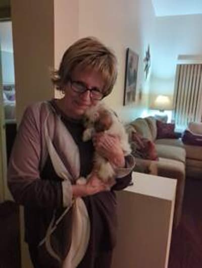 Milly, a Shih Tzu puppy from Pawrade