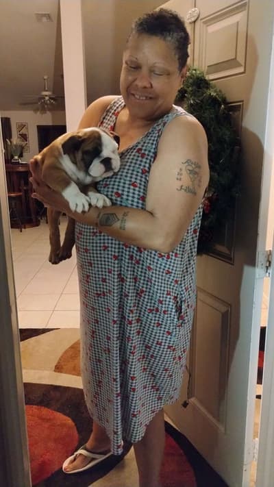 Brooke, a English Bulldog puppy from Pawrade