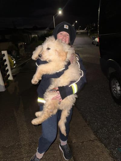 Ignac, a Goldendoodle puppy from Pawrade