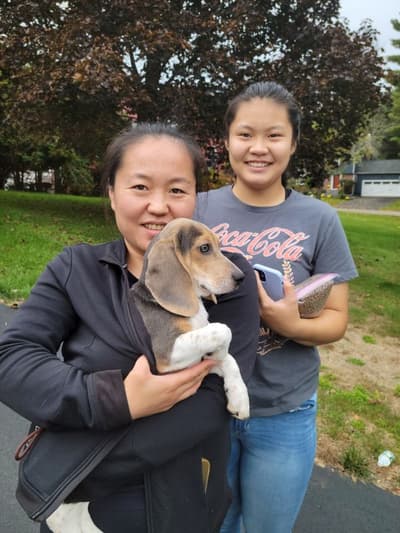 Blue, a Beagle puppy from Pawrade