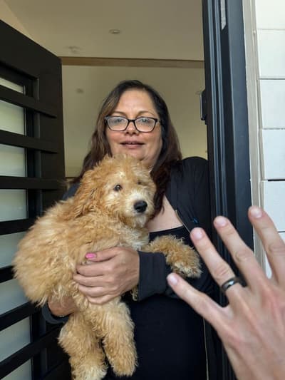 Niklaus, a Goldendoodle, Mini puppy from Pawrade