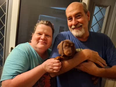 Chrissy, a Dachshund, Mini puppy from Pawrade