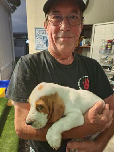 Zolten, a Basset Hound puppy from Pawrade