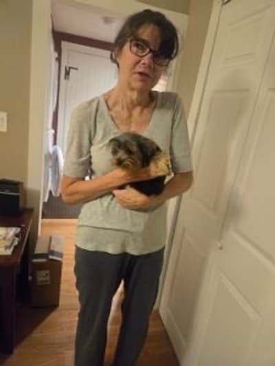 Rufus, a Yorkshire Terrier - Yorkie puppy from Pawrade