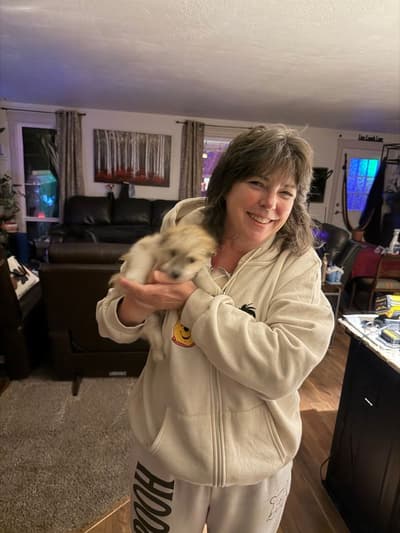 Harvey, a Havanese puppy from Pawrade