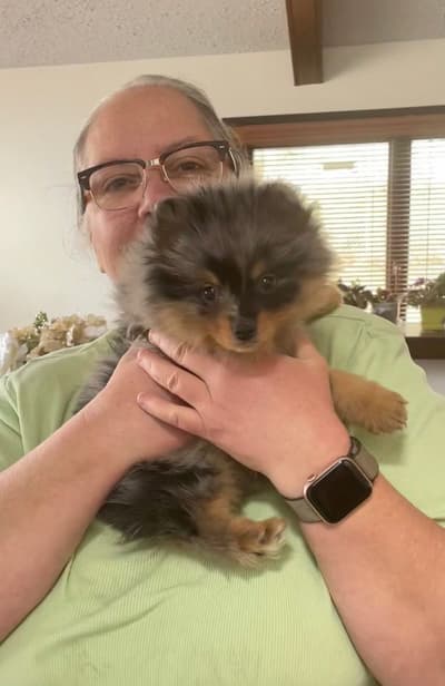 Spotty, a Pomeranian puppy from Pawrade