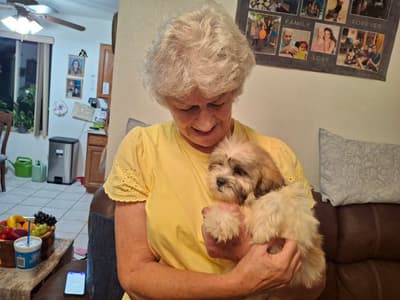 Gema, a Lhasa Apso puppy from Pawrade