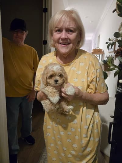 Destiny, a Shih-Poo - Shihpoo puppy from Pawrade
