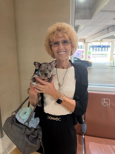 Eloise, a French Bulldog puppy from Pawrade