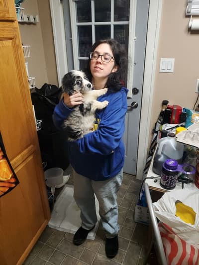 Bear, a Miniature Australian Shepherd puppy from Pawrade