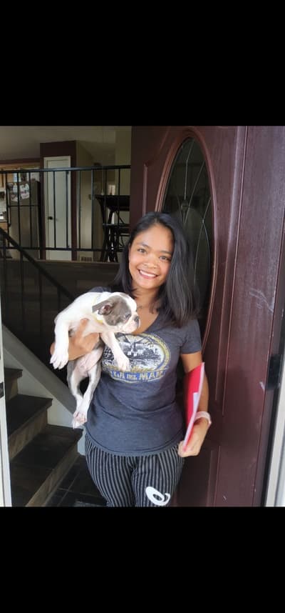 Nick, a Boston Terrier puppy from Pawrade