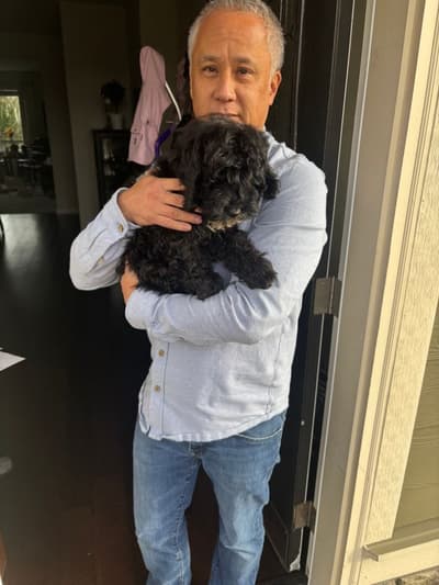 Quincy, a Cockapoo puppy from Pawrade