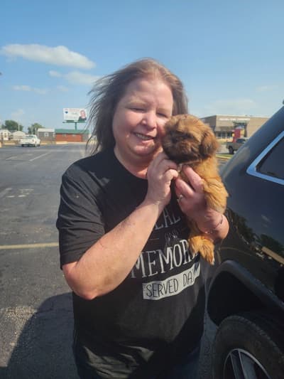Alice, a Shih Tzu puppy from Pawrade