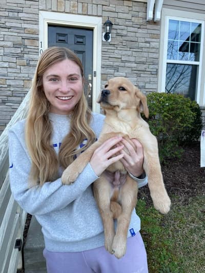Colt, a Labrador Retriever puppy from Pawrade