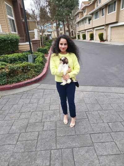 Eli, a Shih Tzu puppy from Pawrade