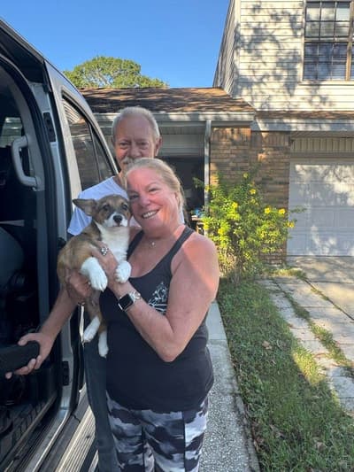 Noelle, a Corgi, Pembroke Welsh puppy from Pawrade