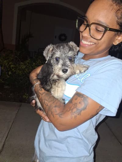 Anya, a Schnauzer, Miniature puppy from Pawrade