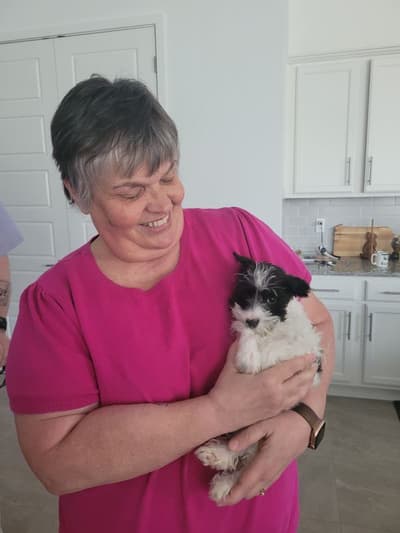 George, a Schnauzer, Miniature puppy from Pawrade