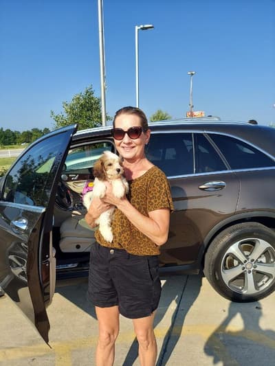 Cookie, a Cavachon puppy from Pawrade