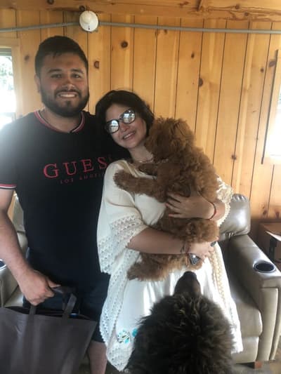 Nixon, a Goldendoodle, Mini puppy from Pawrade
