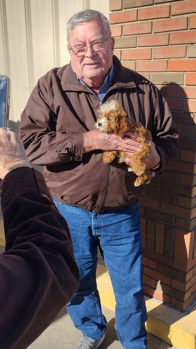 Mikey, a Cavapoo puppy from Pawrade