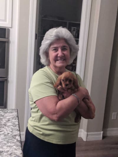 Ginger, a Cavalier King Charles Spaniel puppy from Pawrade