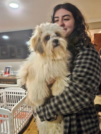 Tiffany, a Lhasa Apso puppy from Pawrade