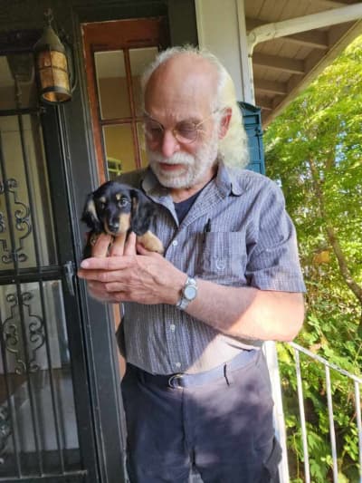 Edith, a Dachshund, Mini puppy from Pawrade