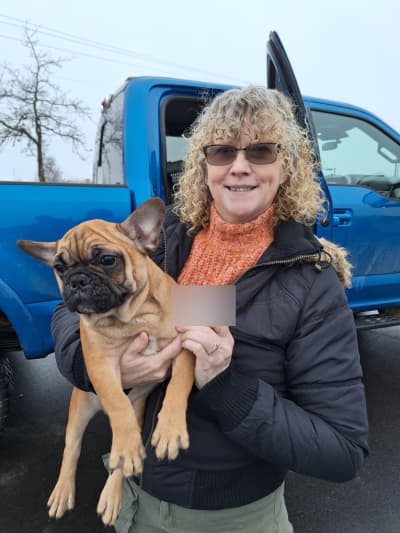 Benson, a French Bulldog puppy from Pawrade