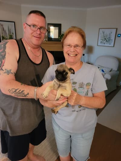 Davy, a Pug puppy from Pawrade