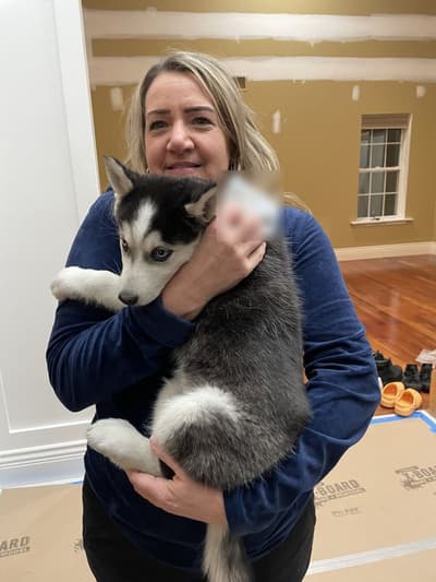 Maverick, a Pomsky puppy from Pawrade
