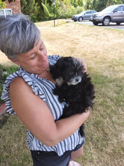 Mally, a Peekapoo puppy from Pawrade